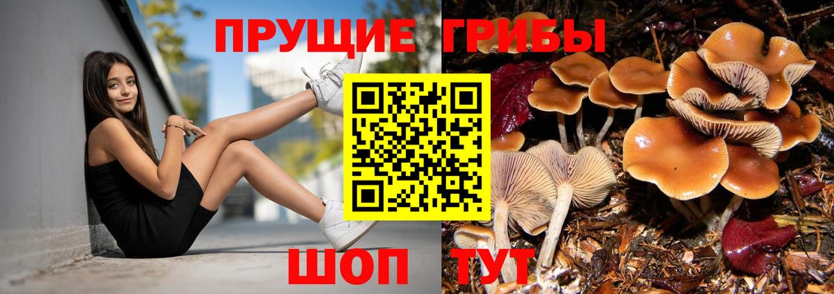 где купить наркотик  Вход с VPN  Алапаевск  Галлюциногенные грибы Psilocybine cubensis 